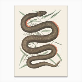 Snake On A Branch Canvas Print