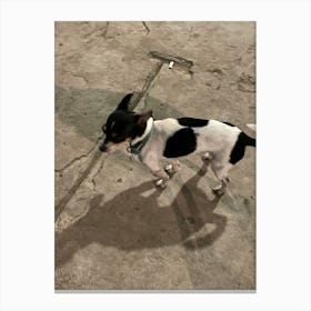 Shadow Of A Dog Canvas Print