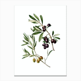 Vintage Olive Botanical Illustration on Pure White Canvas Print