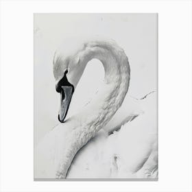 Swan portrait Canvas Print