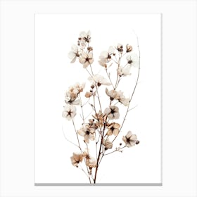 Dried Flowers On A White Background Canvas Print