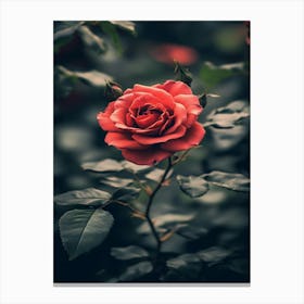 Red Rose 37 Canvas Print