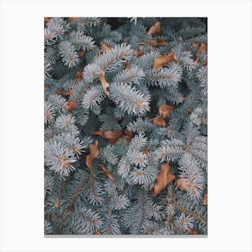 Blue Spruce Pine Tree Canvas Print