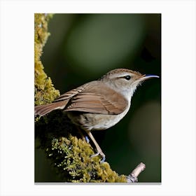 House Wren -Reimagined 1 Canvas Print