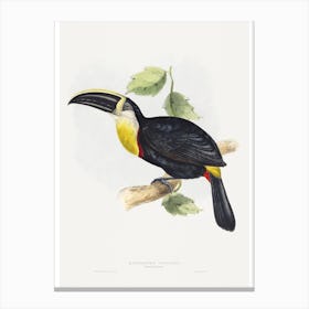 Osculant Toucan Vintage Bird Illustration Canvas Print