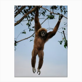 Gibbon Hanging Around Canvas Print