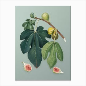 Vintage Fig Botanical Art on Mint Green n.0243 Canvas Print