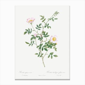 Pink Hedge Rose, Pierre Joseph Redoute Canvas Print