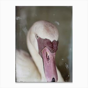 Portrait Of A Swan Canvas Print