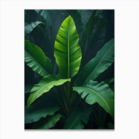 Close Up Of Lush Green Banana Leaves In Sunlight Canvas Print