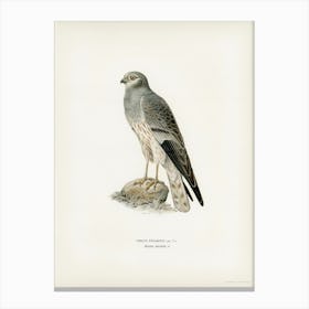 Montagu S Harrier Male (Circus Pygargus), The Von Wright Brothers Canvas Print