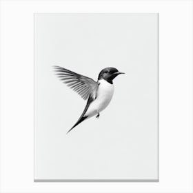 Swallow B&W Pencil Drawing 4 Bird Canvas Print