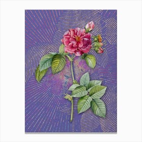 Vintage Pink Francfort Rose Botanical Illustration on Veri Peri n.0446 Canvas Print