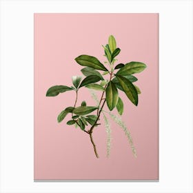 Vintage Swamp Titi Leaves Botanical on Soft Pink n.0117 Canvas Print