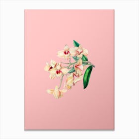 Vintage Copper Coloured Dendrobium Botanical on Soft Pink Canvas Print