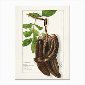 Bananas On A Branch Canvas Print