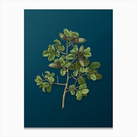 Vintage Kermes Oak Botanical Art on Teal Blue n.0600 Canvas Print