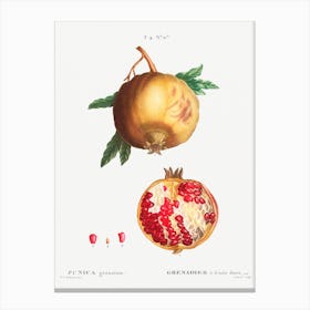 Pomegranate, Pierre Joseph Redoute Canvas Print