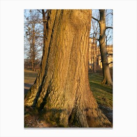 Tree trunk in the evening light 5 Canvas Print