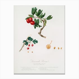 Red Thorn Apple (Crataegus Poliossea Sterilis) From Pomona Italiana (1817 1839), Giorgio Gallesio Canvas Print