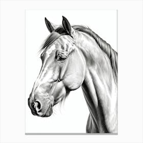 Highly Detailed Pencil Sketch Portrait of Horse with Soulful Eyes 2 Canvas Print