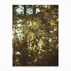 Sun Shines Through The Trees Canvas Print