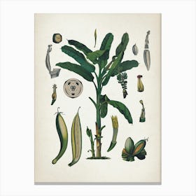 Vintage Bollmann 6 Gemeine Banane Canvas Print