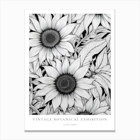 Sunflower B&W Vintage Botanical Poster Canvas Print