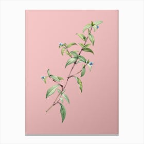 Vintage Birdbill Dayflower Botanical on Soft Pink n.0544 Canvas Print