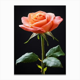 Pink Rose 45 Canvas Print