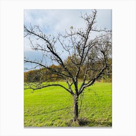 Bare Apple Tree Canvas Print