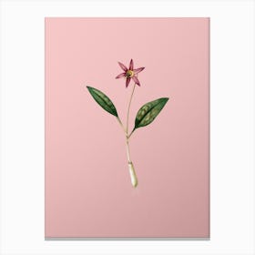 Vintage Erythronium Botanical on Soft Pink n.0953 Canvas Print