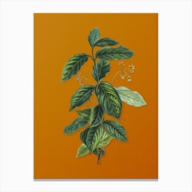 Vintage Broadleaf Spindle Botanical on Sunset Orange Canvas Print