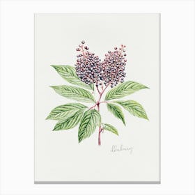 English Hedgerow Elderberry - Textured Botanical Wall Print Set | Floral Collection Art Print Canvas Print