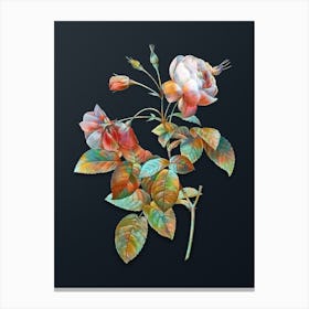Vintage Pink Boursault Rose Botanical Watercolor Illustration on Dark Teal Blue n.0565 Canvas Print