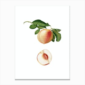 Vintage Peach Botanical Illustration on Pure White Canvas Print