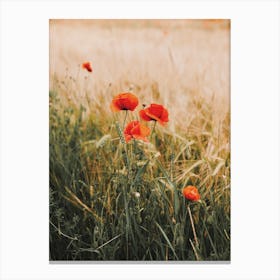 Poppy Flowers Canvas Print