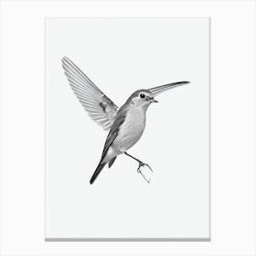 European Robin B&W Pencil Drawing 1 Bird Canvas Print