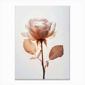 White Rose Canvas Print