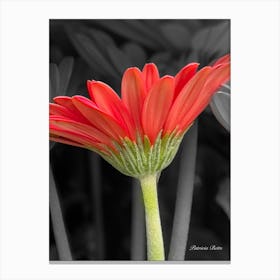 Red Gerbera Canvas Print