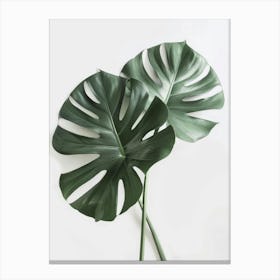 Two Monstera Leaves Canvas Print