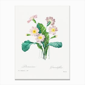 Common Primrose, Pierre Joseph Redouté Canvas Print