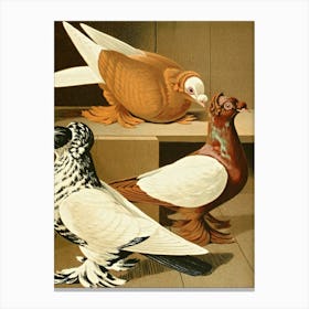 Vintage Pigeons Canvas Print