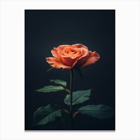 Single Rose On Black Background 16 Canvas Print