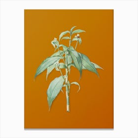 Vintage Commelina Zanonia Botanical on Sunset Orange n.0823 Canvas Print