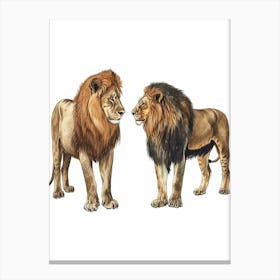 Barbary Lion Interaction Clipart 3 Canvas Print