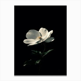 White Anemone Flower 4 Canvas Print