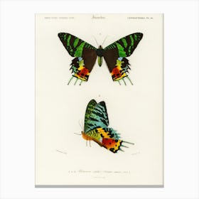 Madagascan Sunset Moth (Urania Riphaeus), Charles Dessalines D' Orbigny Canvas Print