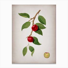 Vintage Cherry Plum Botanical on Parchment n.0326 Canvas Print