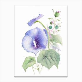 Morning Glory Floral Quentin Blake Inspired Illustration 4 Flower Canvas Print